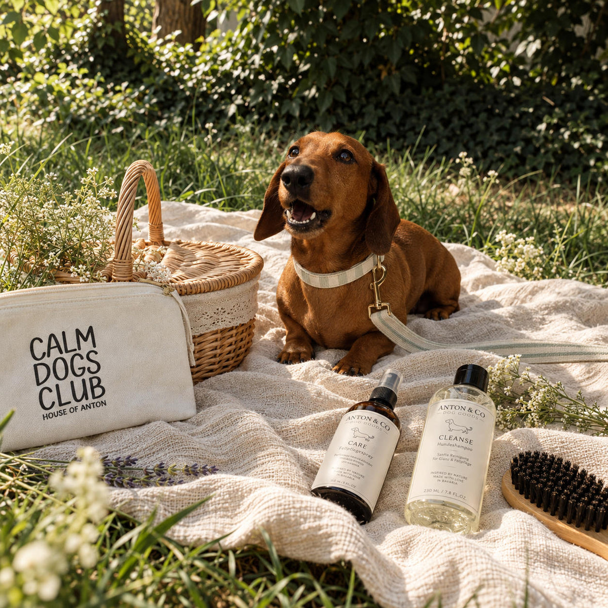 Calm dogs club, anton &amp; co, house of anton